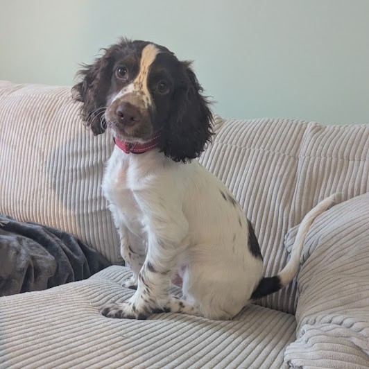 Nico, a Cocker Spaniel
